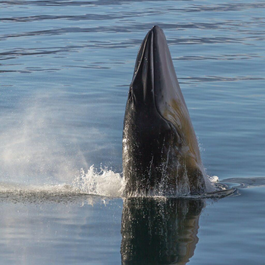 Ballena minke, Centro Ideal