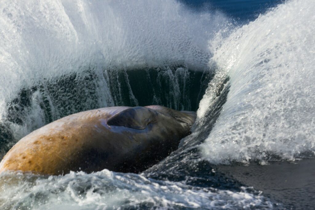 Ballena minke, Centro Ideal