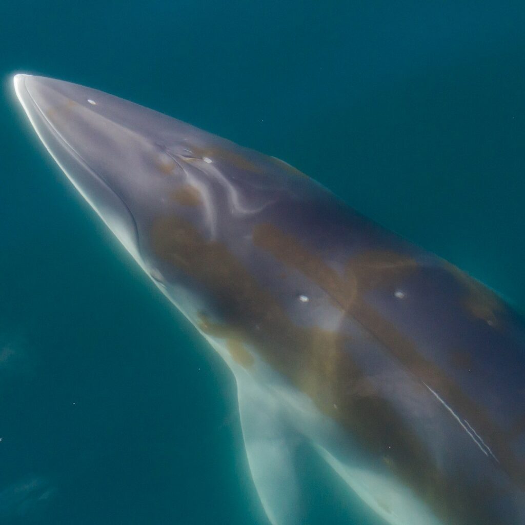 Ballena minke, Centro Ideal