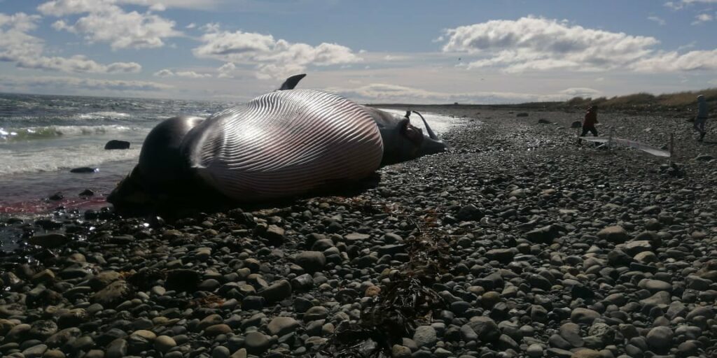 Foto de El Pinguino, imagen de una ballena varada.