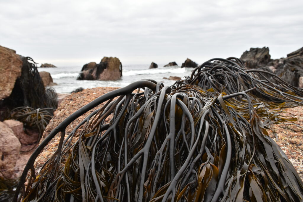 Huiros en Caleta Horcón. Créditos: Instituto Milenio en Socio-Ecología Costera (SECOS)