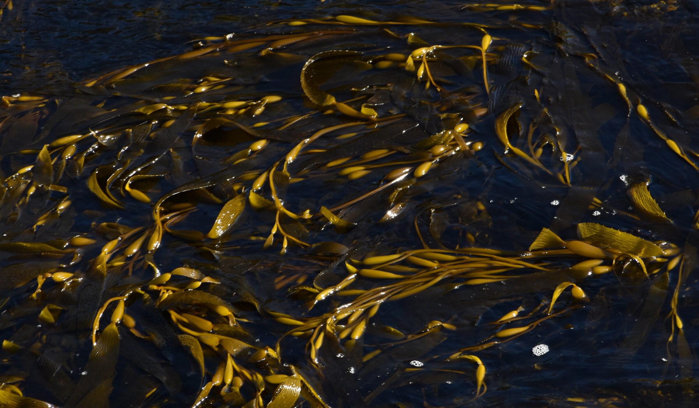 Proyecto pionero entre ciencia y pesca artesanal busca recuperar bosques de algas en caleta Horcón