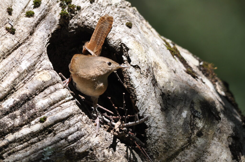 Chercán anidando en la cavidad de un árbol. Foto: Tomás Altamirano