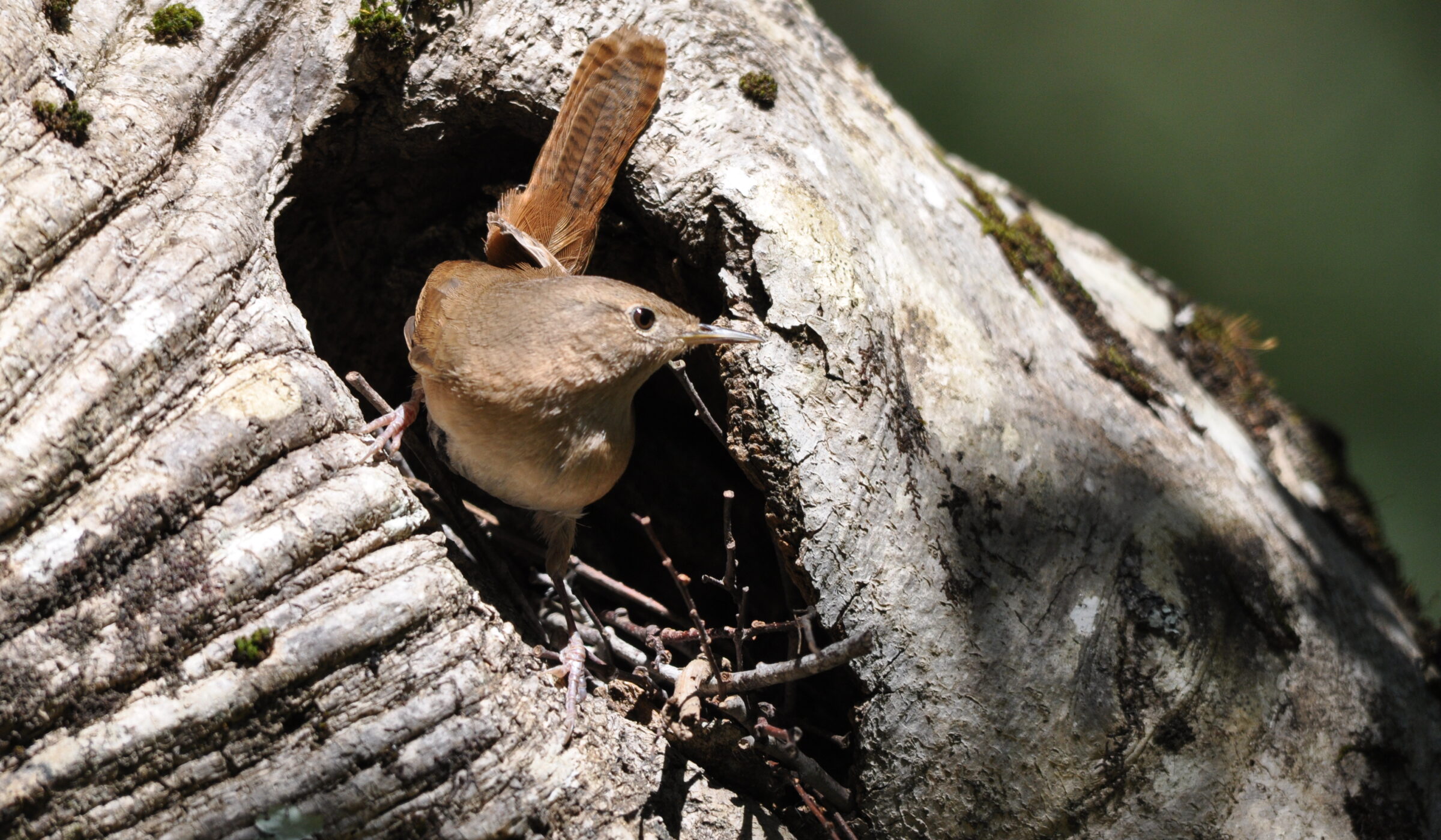 Aves que nidifican en árboles muertos: investigación revela que un 90% de los nidos de chucaos y churrines están en estas estructuras