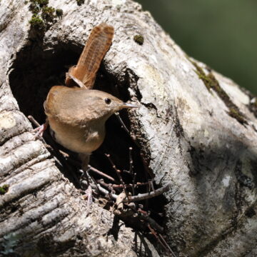 Aves que nidifican en árboles muertos: investigación revela que un 90% de los nidos de chucaos y churrines están en estas estructuras