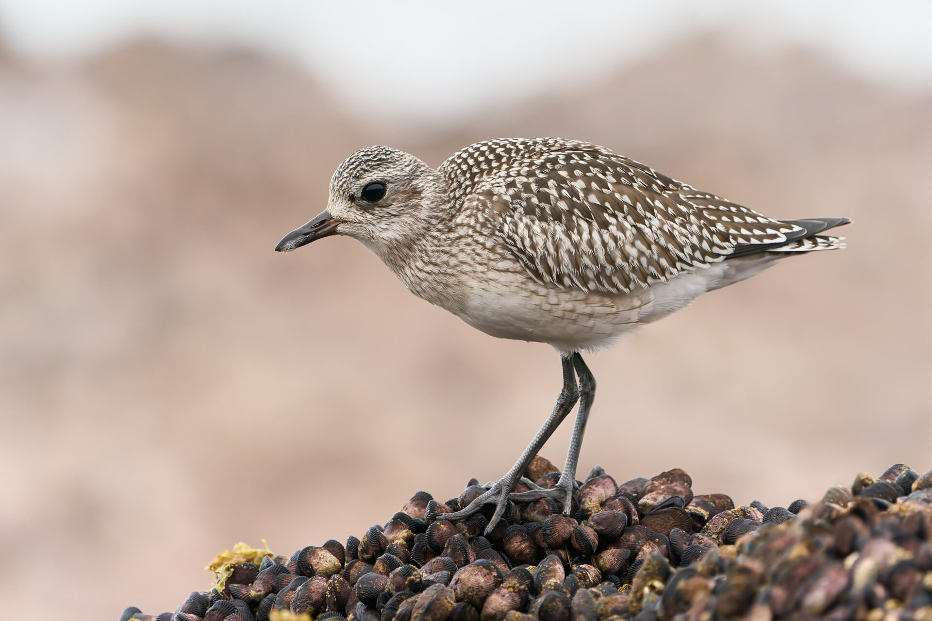 Humedales Costeros Mataquito-Huenchullamí: tesoro de diversidad de aves en la Región del Maule