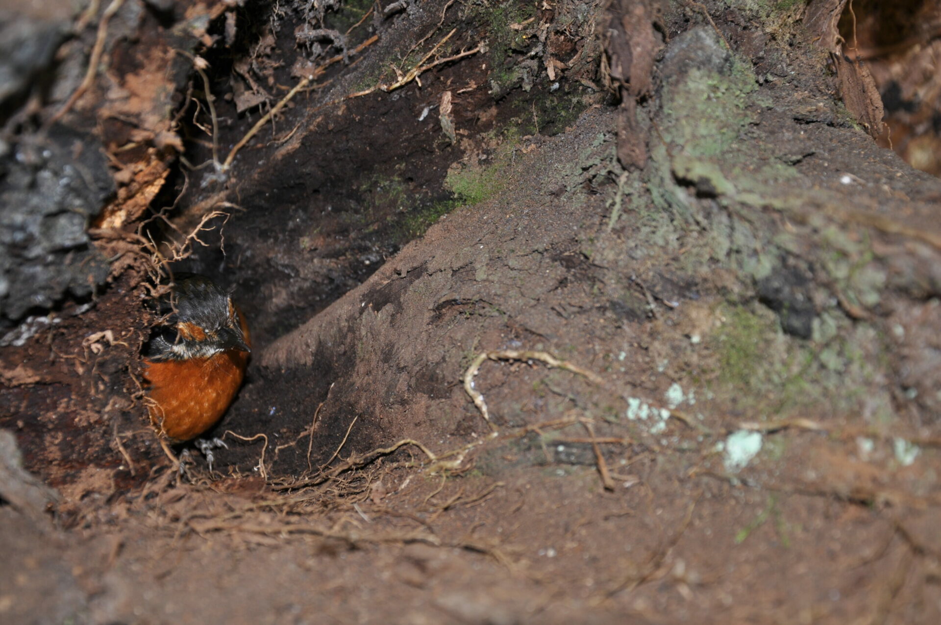 Nidificación de aves: cuando los árboles muertos se convierten en una fuente de vida 