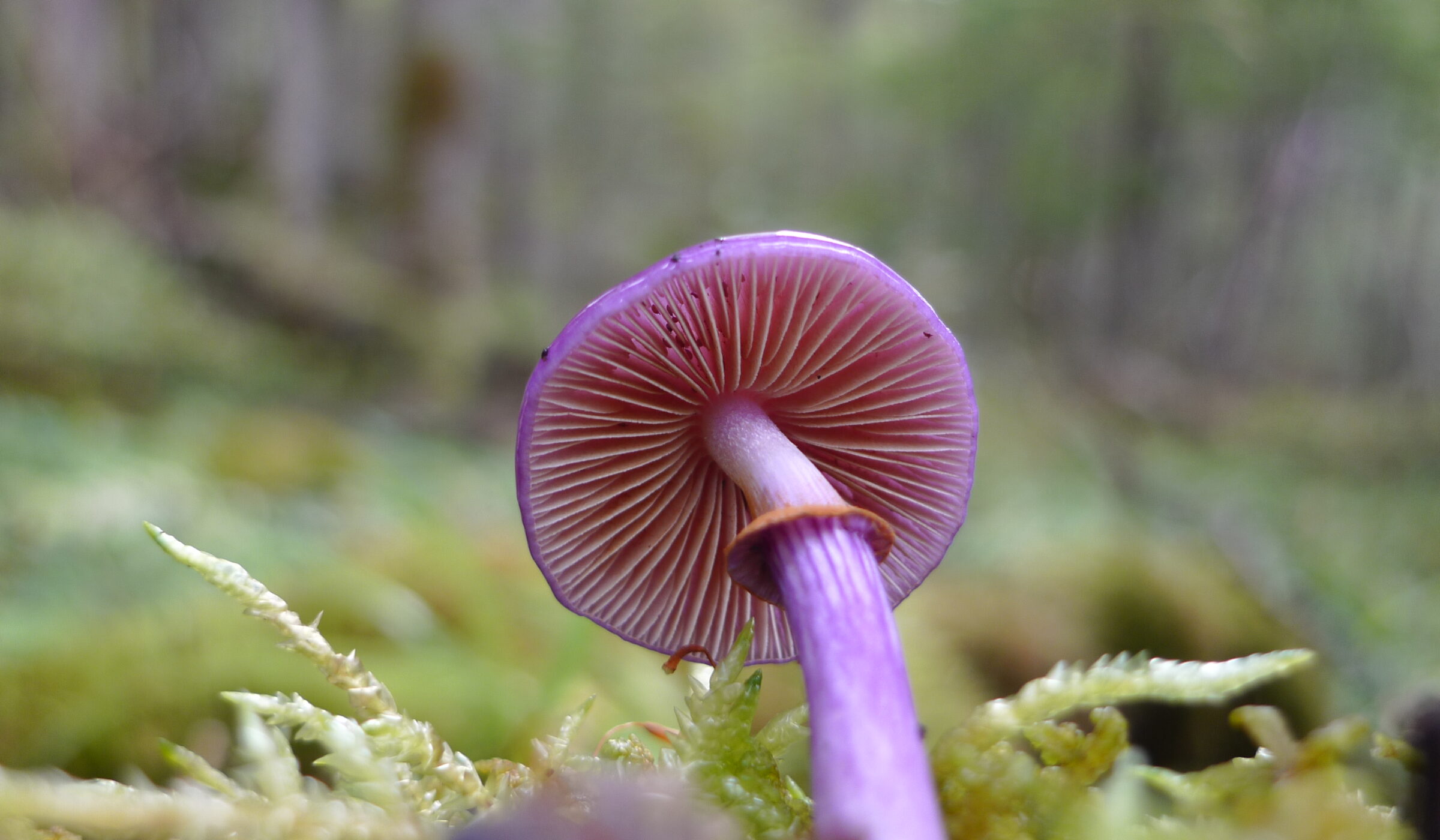 Lista Roja: Sólo se conoce el estado de conservación de 0,4% de las especies descritas del reino fungi