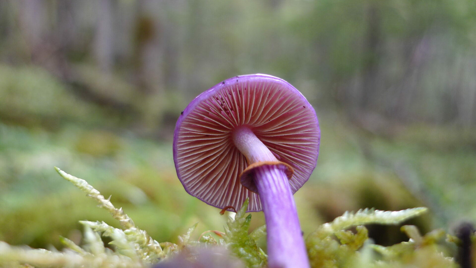 Lista Roja: Sólo se conoce el estado de conservación de 0,4% de las especies descritas del reino fungi