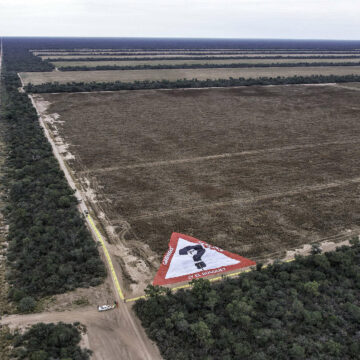 El Chaco argentino perdió más de 50.000 hectáreas de bosque en el primer semestre de 2023