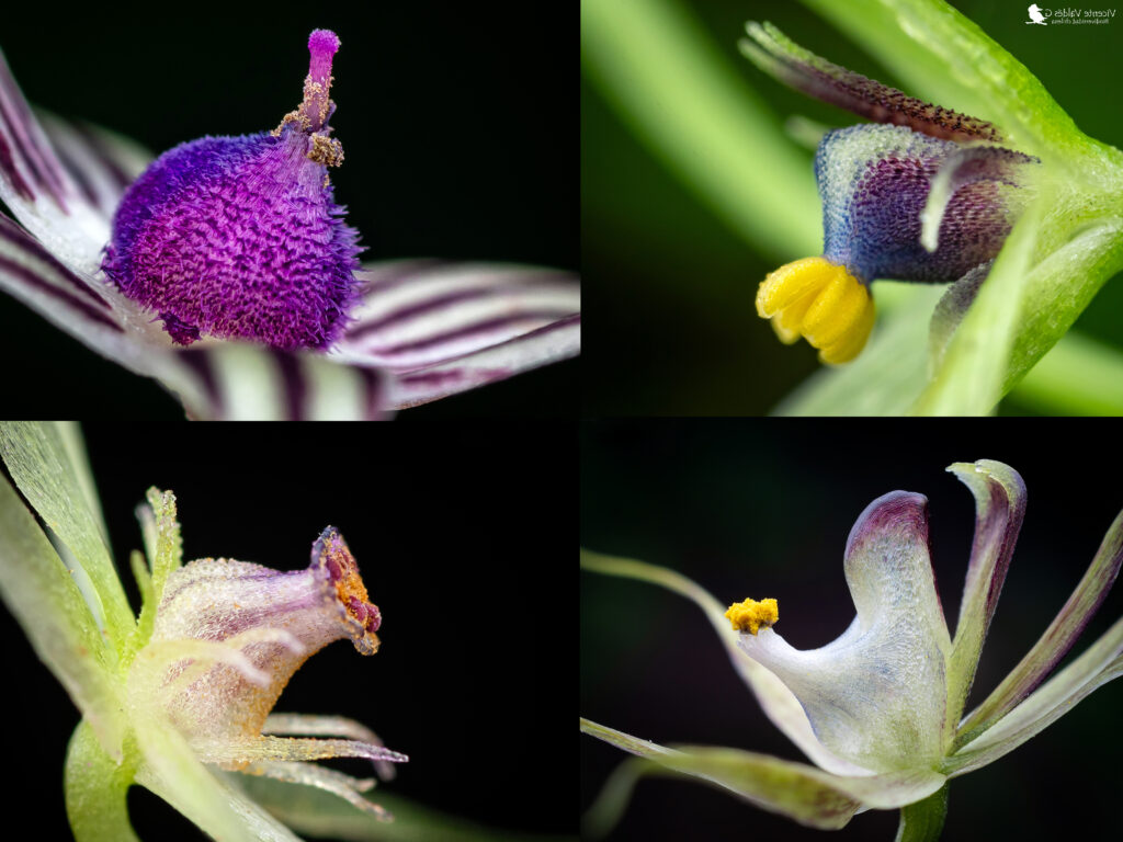 Izquierda arriba: Miersia raucoana / Derecha arriba: Miersia chilensis// Izquierda abajo: Miersia stellata // Der abajo: Miersia putaendensis. Créditos Vicente Valdés