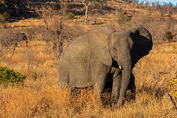 Elefante africano de sabana loxodonta africana en el Parque Nacional Kruger Sudáfrica.