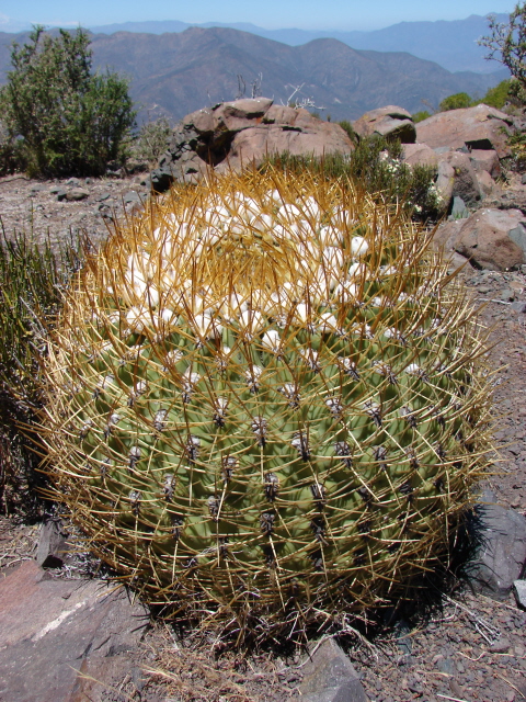 Cactaceae, Eriosyce aurata