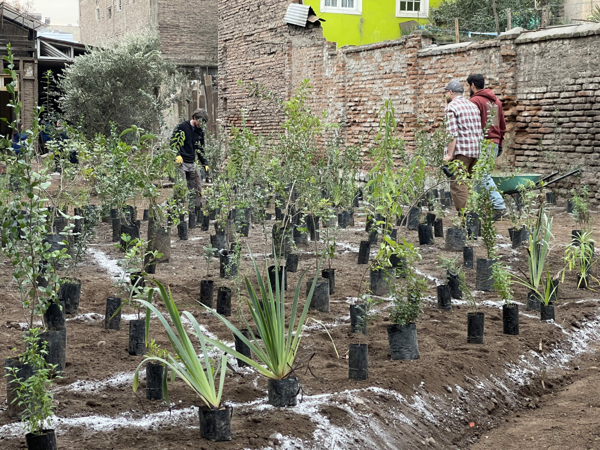 Bosque esclerófilo llega al barrio Yungay de la mano del increíble Museo Taller 