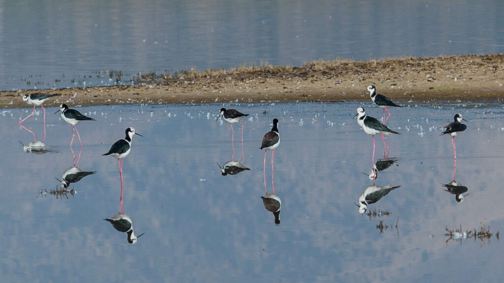 Laguna de Batuco. Créditos Fundación San José de Maipo