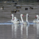 Laguna de Batuco. Créditos Fundación San José de Maipo