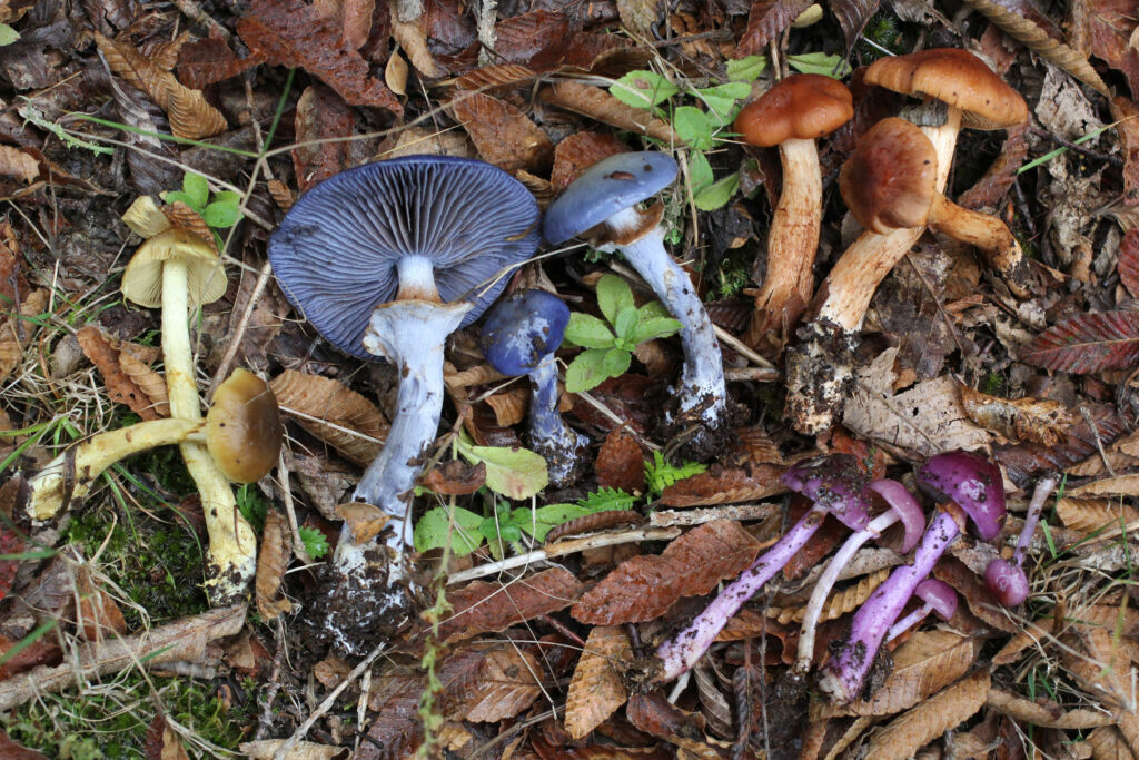 Créditos Giuliana Furci