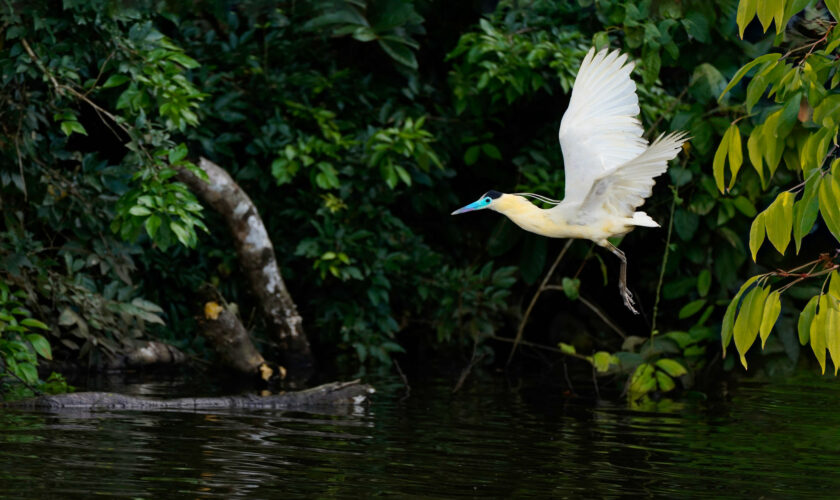 Reserva Tambopata: un tributo a la biodiversidad, en plena Amazonía peruana