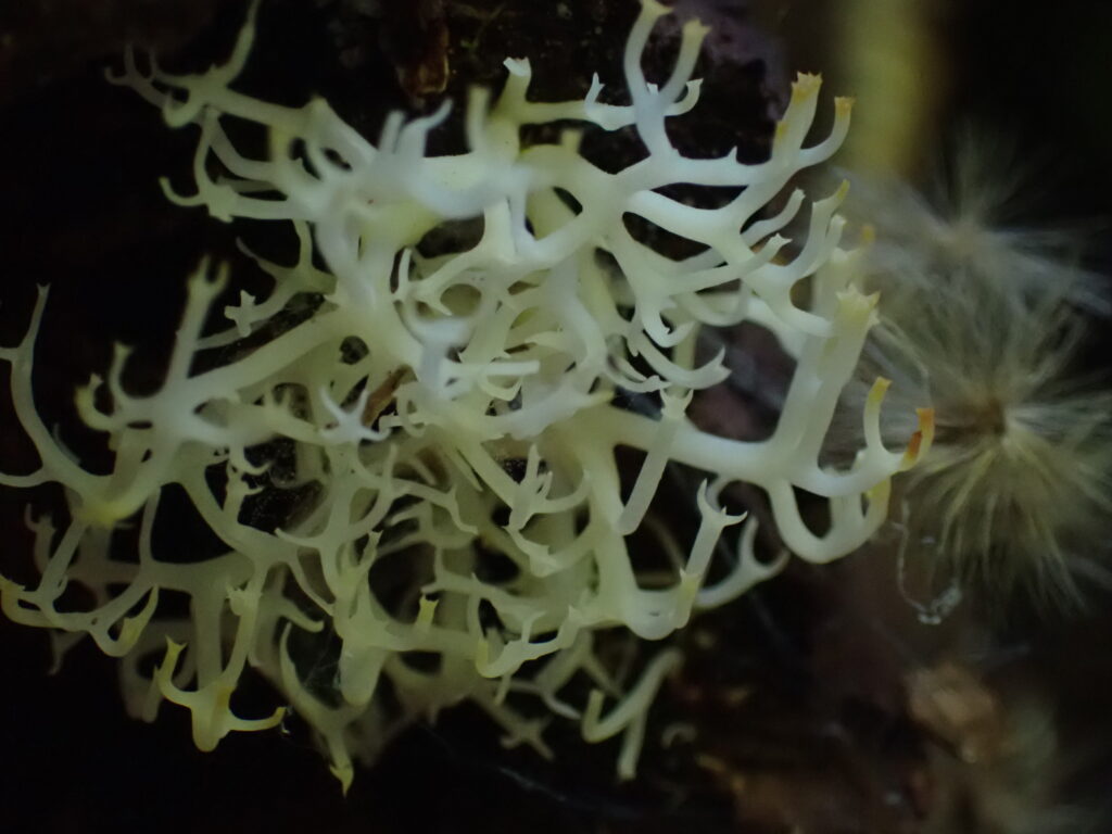 Hongos con forma de coral fotografiados por Myco chilensis group.