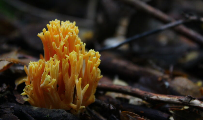 Micólogos chilenos van en busca de los hongos con forma de coral