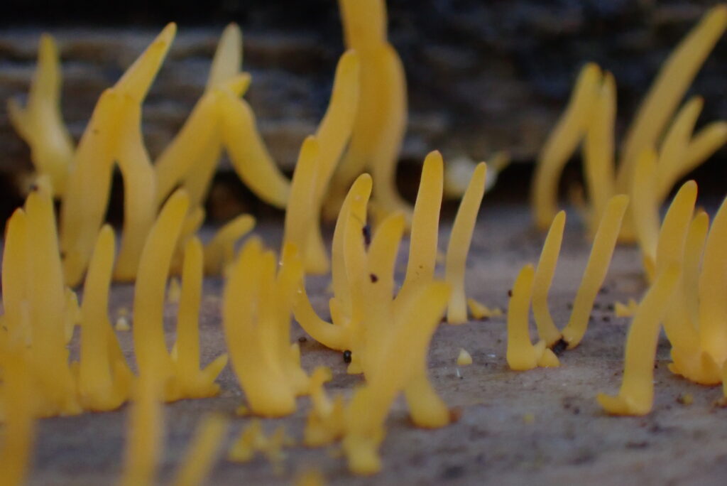 Hongos con forma de coral fotografiados por Myco chilensis group.