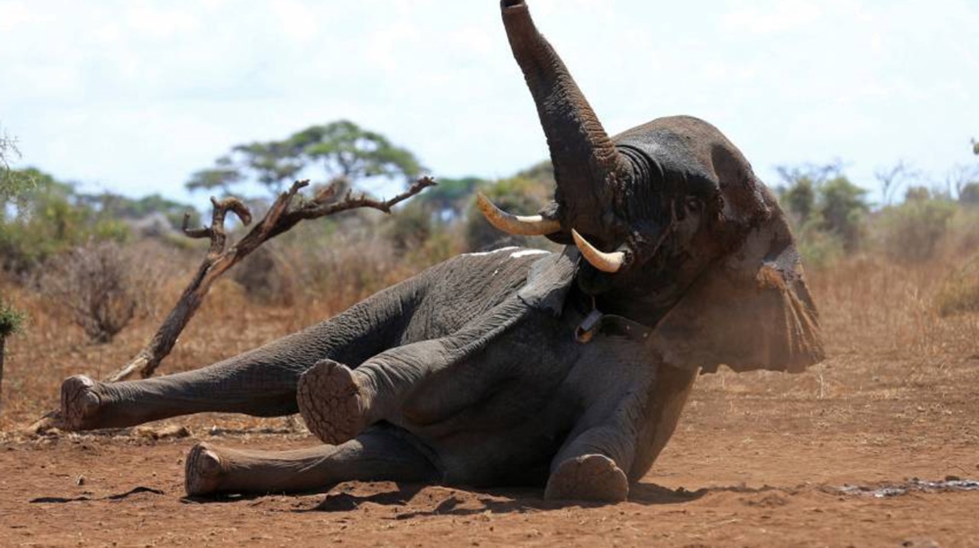 Desde Chile a África para cazar animales, una vieja práctica que reflota la polémica con el último “caso elefante”