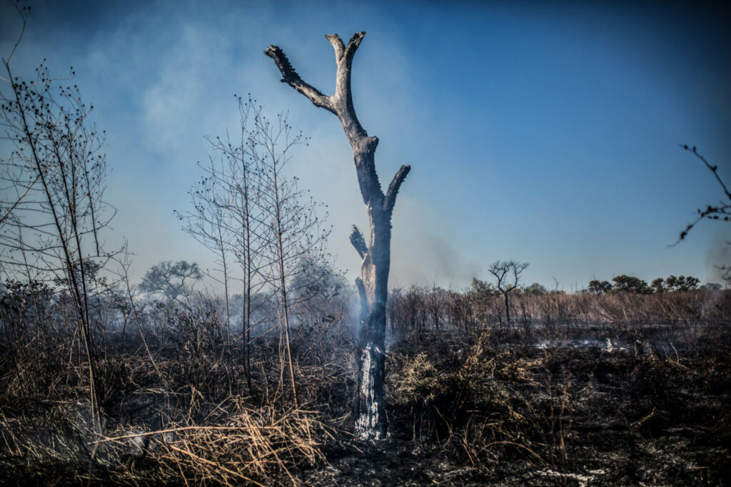 Fotografía fráfica de provincia de salta y su pérdida de bosque.