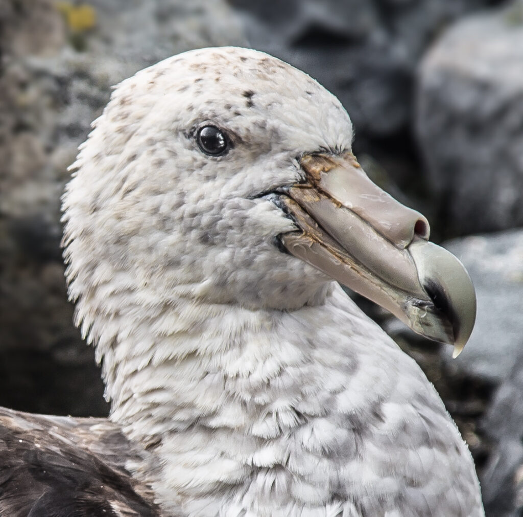 Petrel gigante antártico (Macronectes giganteus). Créditos: ©INACH