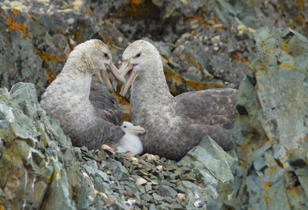 Petrel gigante antártico (Macronectes giganteus). Créditos: ©INACH