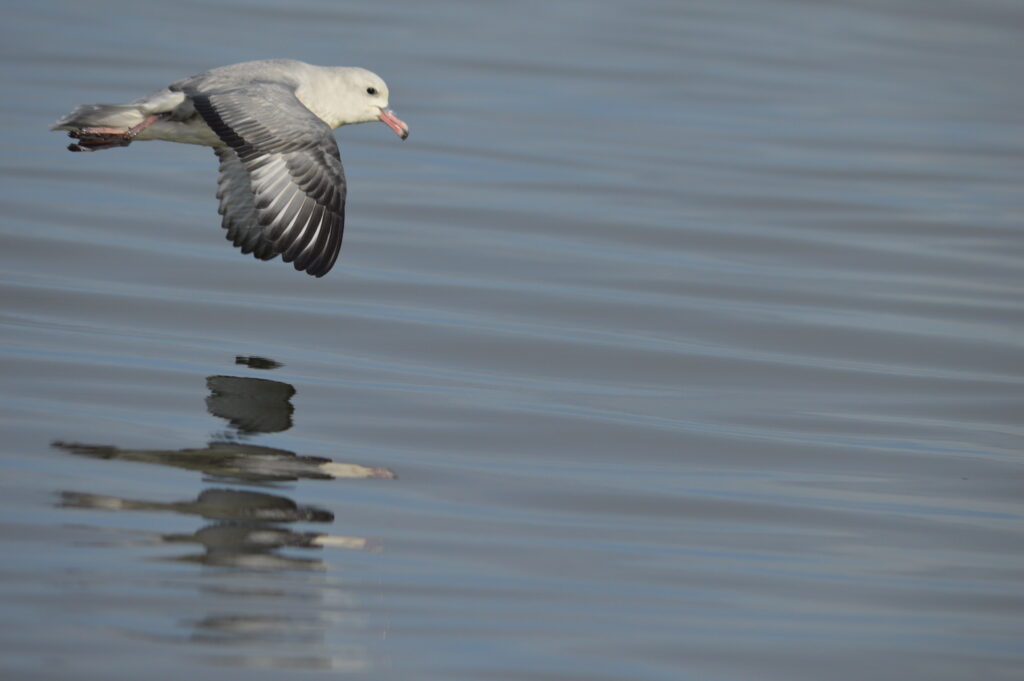 Petrel plateado (Fulmarus glacialoides). Créditos: ©INACH