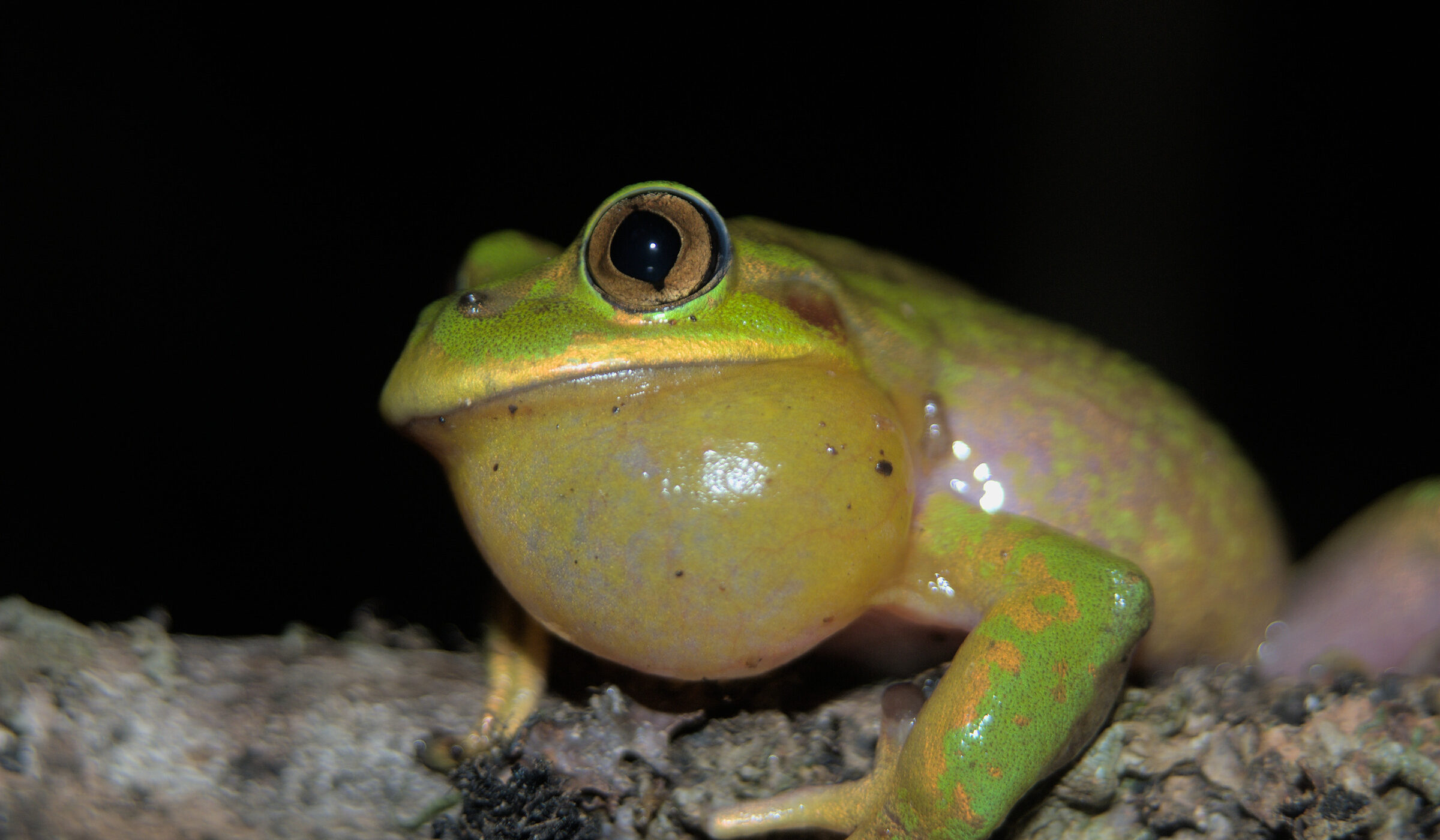 El canto de los anfibios: Exploramos el fascinante mundo de la vocalización de ranas y sapos