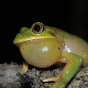 El canto de los anfibios: Exploramos el fascinante mundo de la vocalización de ranas y sapos