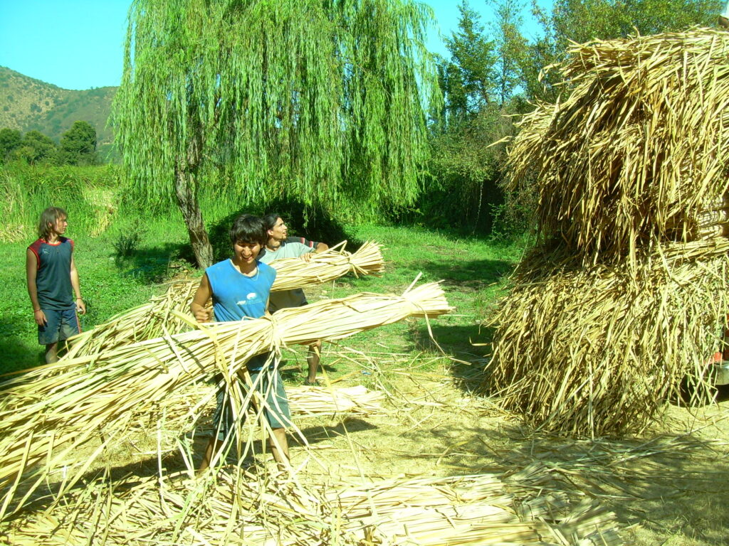 Recolección de totora, fotografía otorgada por Elisa Muñoz.