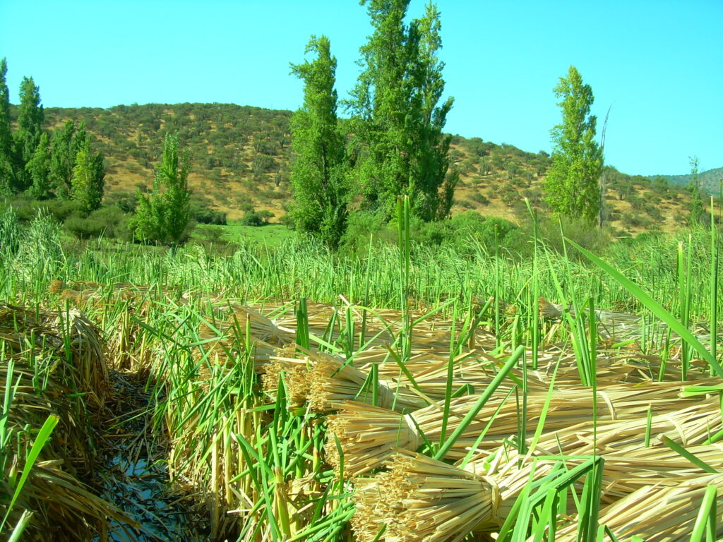 La totora reposando sobre balsas en el agua del humedal.