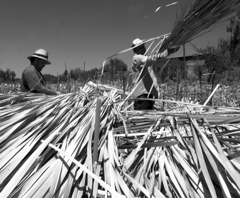 COSECHA DE TOTORA EN EL SECTOR DE CHORRILLO EN LA COMUNA DE LAMPA.EN LAS FOTOGRAFIAS SE PUEDE VER UN CAMPO DE TOTORAL O PAJONAL,COMO TAMBIEN LAS ANDANAS (TOTORA CORTADA SOBRE ESTE CAMPO ). SOCIEDAD EL MERCURIO. FOTOGRAFIAS DE JOSE LUIS RISSTTI.