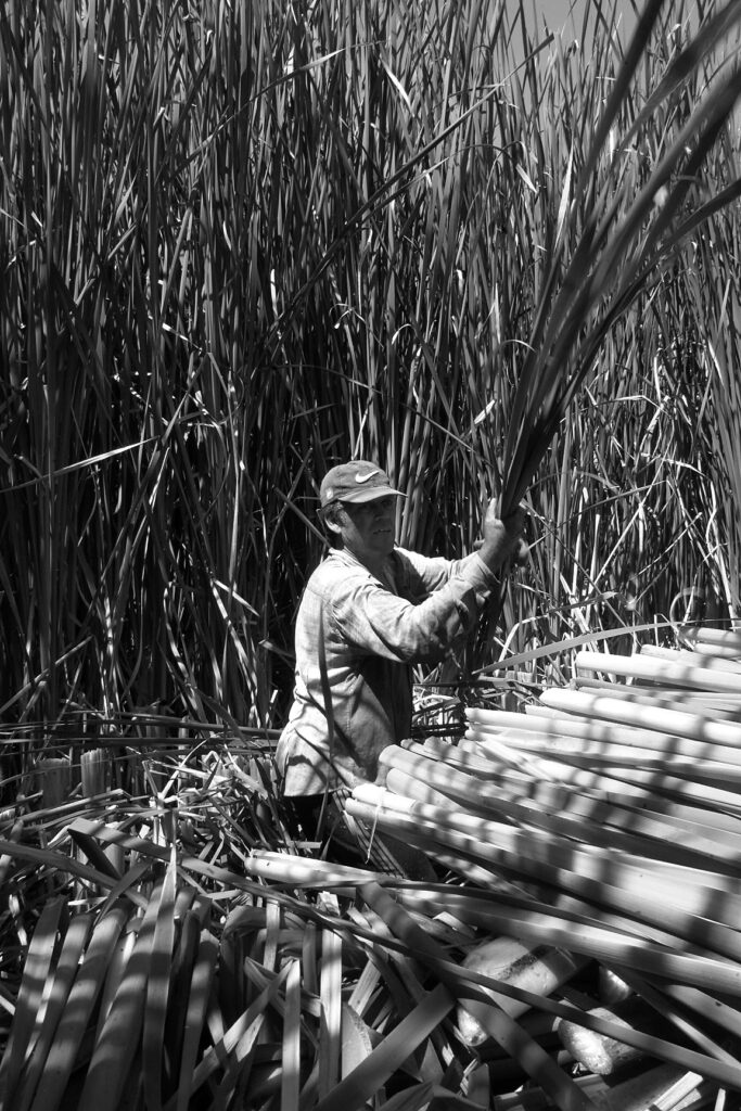 COSECHA DE TOTORA EN EL SECTOR DE CHORRILLO EN LA COMUNA DE LAMPA.EN LAS FOTOGRAFIAS SE PUEDE VER UN CAMPO DE TOTORAL O PAJONAL,COMO TAMBIEN LAS ANDANAS (TOTORA CORTADA SOBRE ESTE CAMPO ). SOCIEDAD EL MERCURIO. FOTOGRAFIAS DE JOSE LUIS RISSTTI.