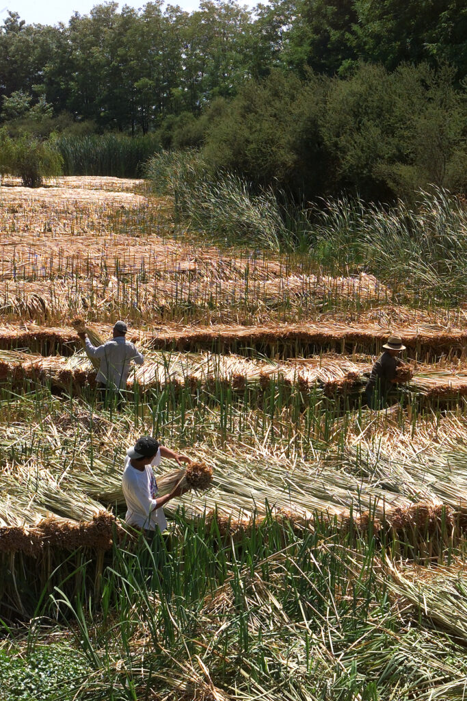 COSECHA DE TOTORA EN EL SECTOR DE CHORRILLO EN LA COMUNA DE LAMPA.EN LAS FOTOGRAFIAS SE PUEDE VER UN CAMPO DE TOTORAL O PAJONAL,COMO TAMBIEN LAS ANDANAS (TOTORA CORTADA SOBRE ESTE CAMPO ). SOCIEDAD EL MERCURIO. FOTOGRAFIAS DE JOSE LUIS RISSTTI.