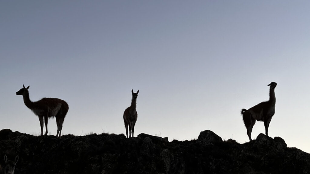 Imagen de animales para el 3er Encuentro de Áreas Protegidas y Comunidades Portal