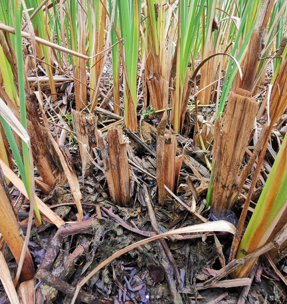 Totora (Typha angustifolia), especie vegetal típica de los humedales, presente en el Humedal Quilicura.