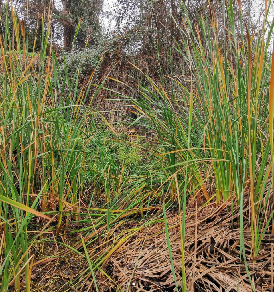 Totora (Typha angustifolia), especie vegetal típica de los humedales, presente en el Humedal Quilicura.