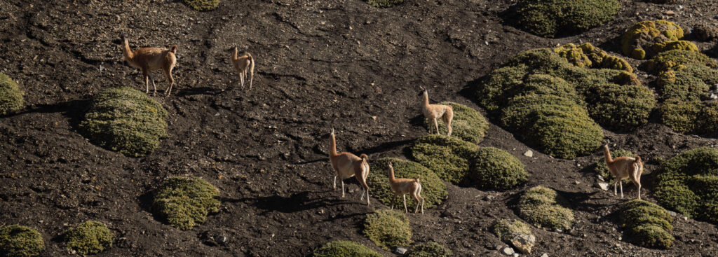 Fauna nativa en Valle Cruz de Piedra.