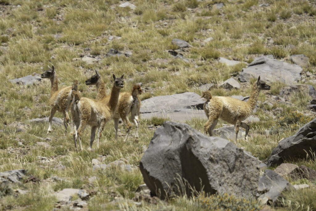 Mamíferos en Valle Cruz de Piedra.