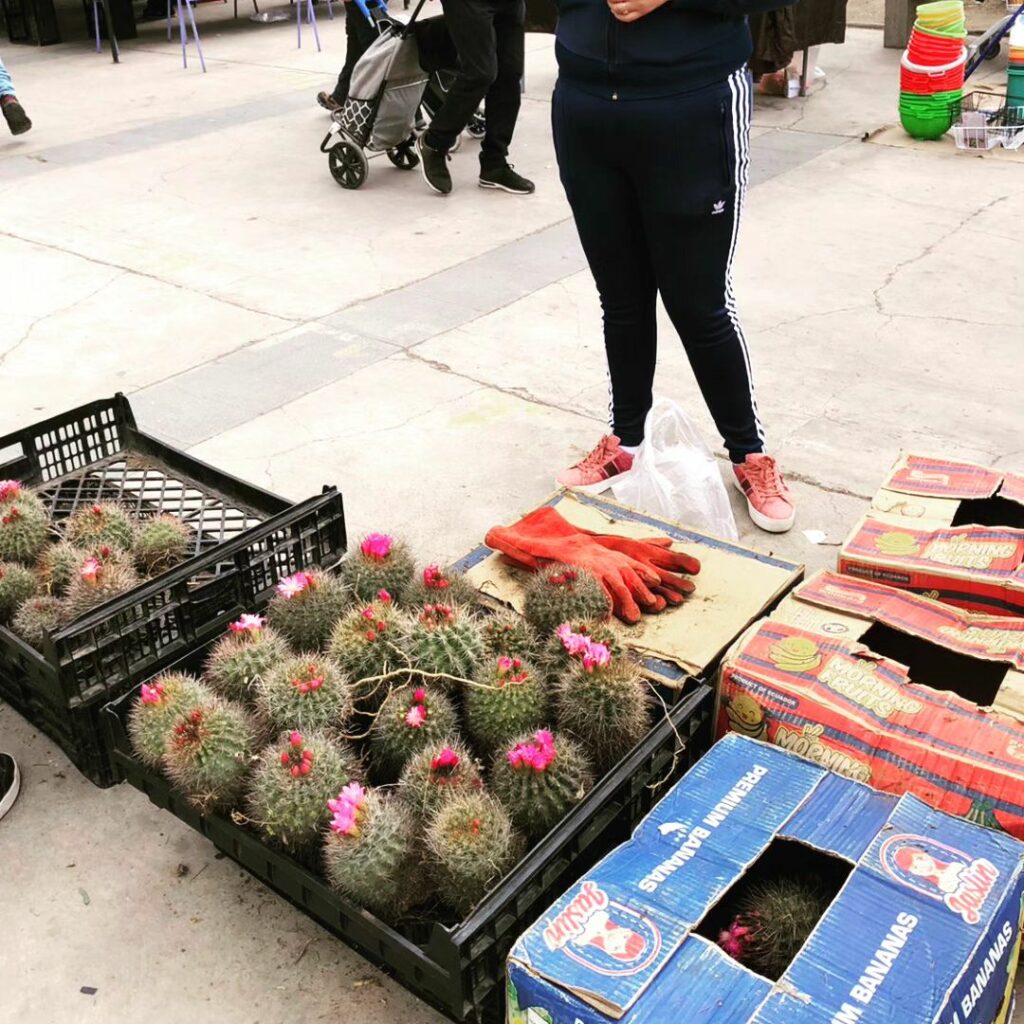 Venta ilegal de cactus en Feria departamental La Florida. Foto: Felipe Bastías