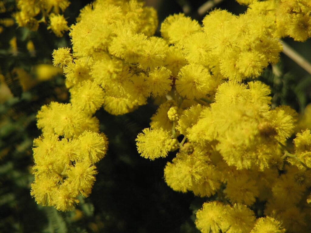 Aromo (Acacia dealbata). Gentileza de Instituto de Ecología y Biodiversidad. 