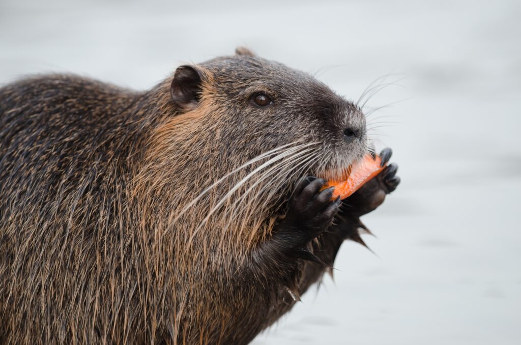 Castor canadensis. Gentileza de Instituto de Ecología y Biodiversidad. 