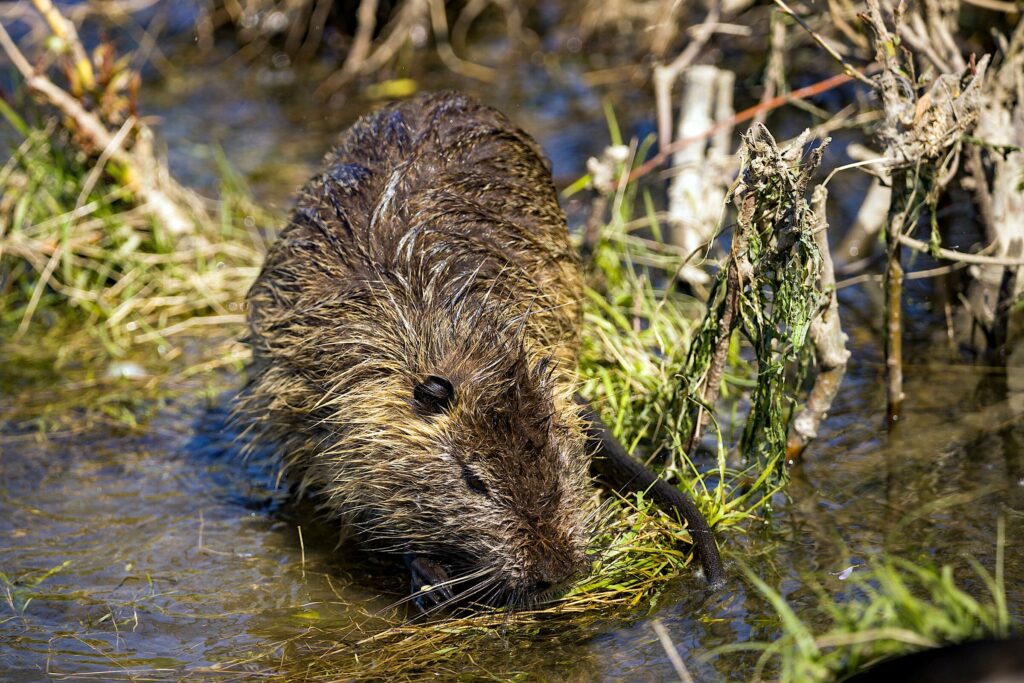 Castor canadensis. Gentileza de Instituto de Ecología y Biodiversidad. 