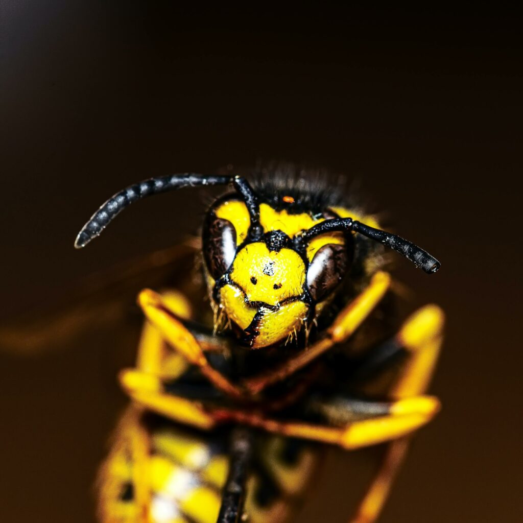 Chaqueta amarilla, especie invasora. Gentileza de Instituto de Ecología y Biodiversidad. 