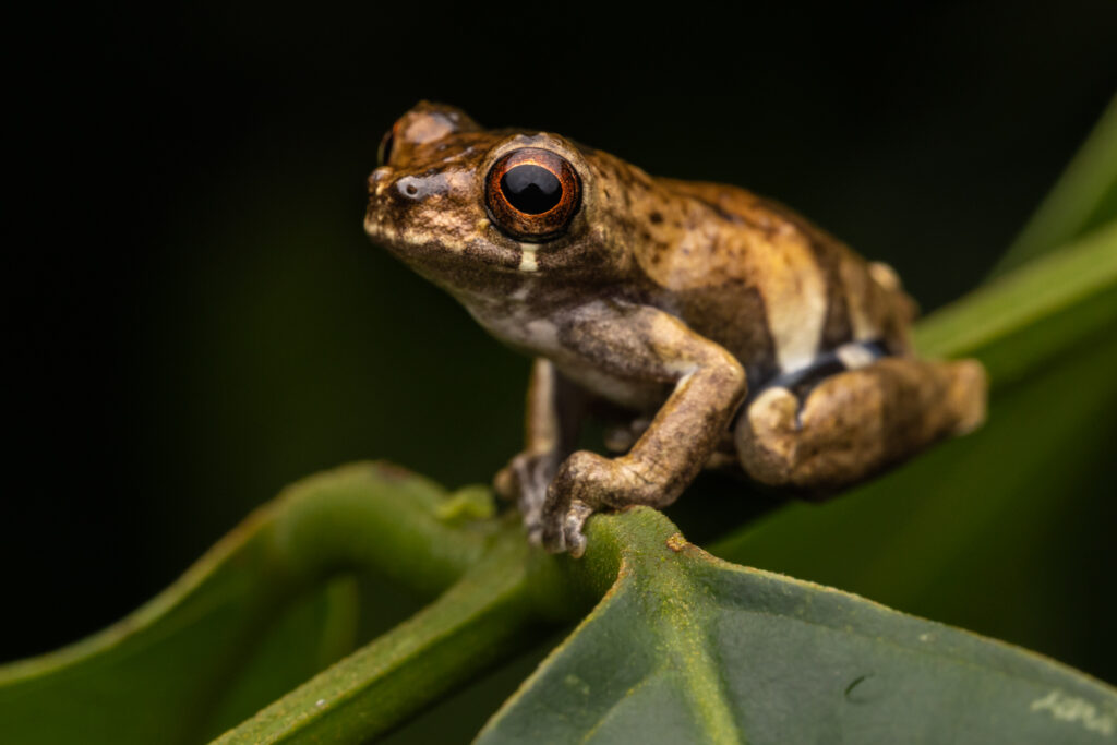 Dendropsophus parviceps. (Foto: Diego Pérez Romero)