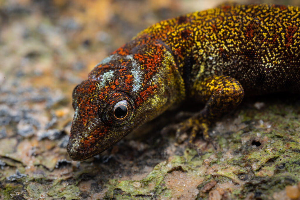 Gecko (Gonatodes-humeralis). (Foto: Diego Pérez Romero)