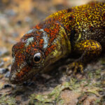 Gecko (Gonatodes-humeralis). (Foto: Diego Pérez Romero)